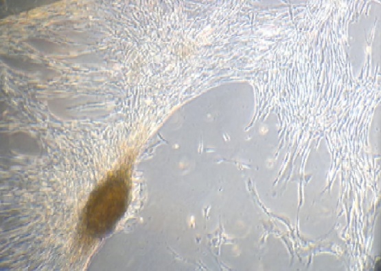 Описание изображения